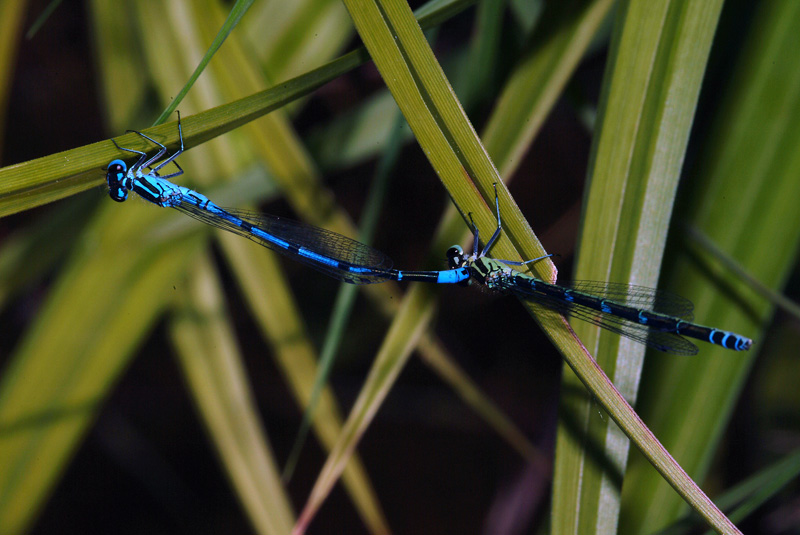 In accoppiamento - Maggio 2009 - Coenagrion puella